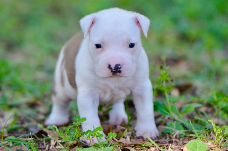3 weeks