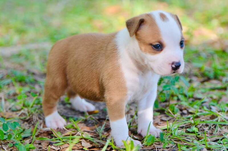 3 weeks