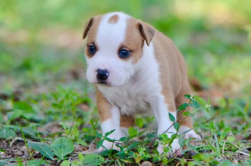 3 weeks