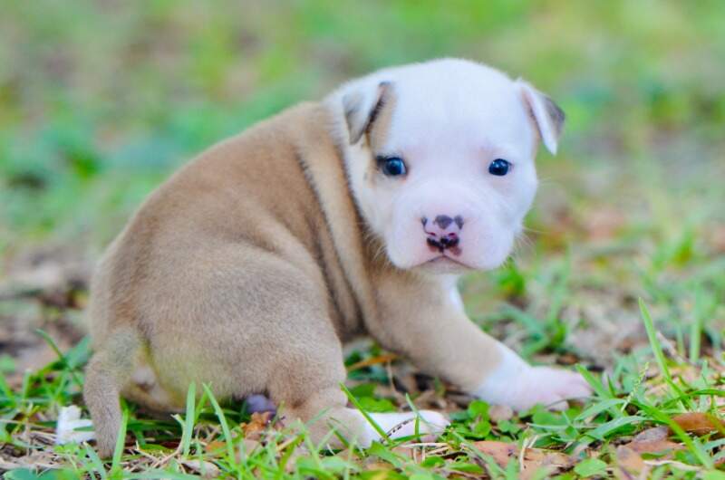 3 weeks
