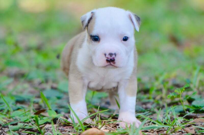 3 weeks