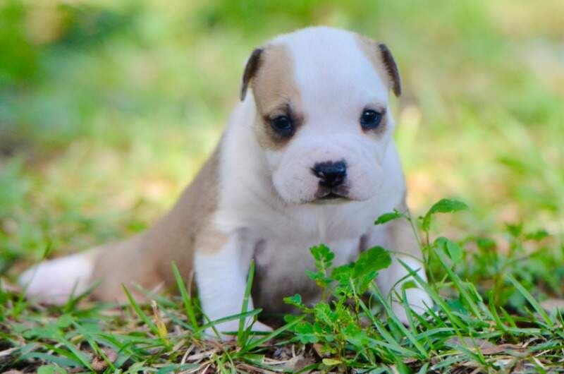 3 weeks