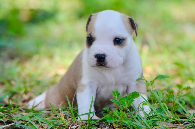 3 weeks