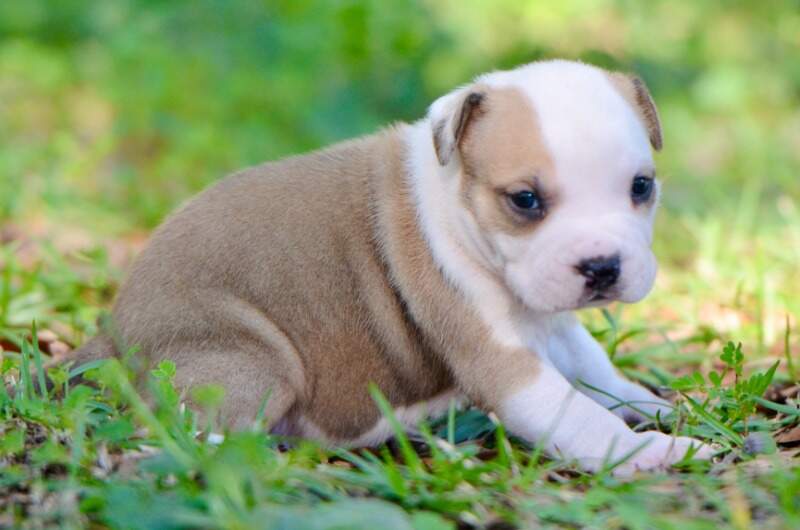 3 weeks