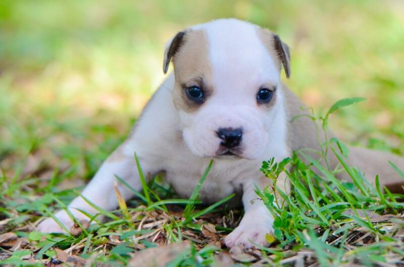 3 weeks
