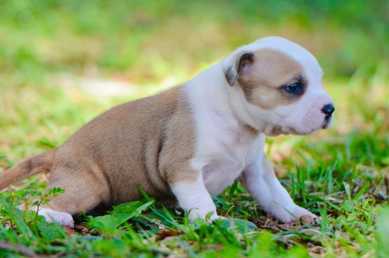 3 weeks