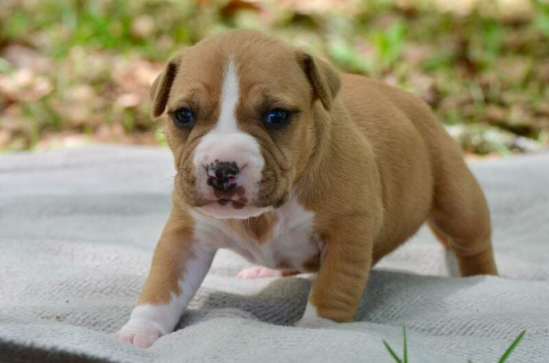 3 weeks