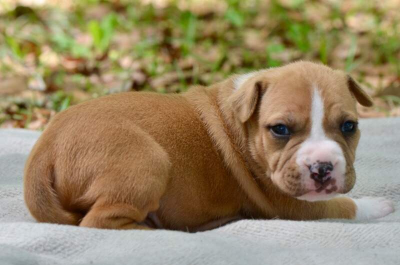 3 weeks