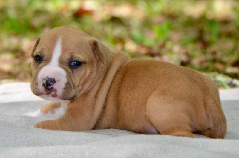 3 weeks