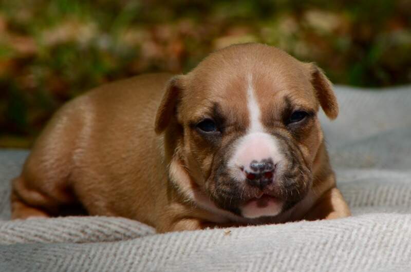 3 weeks