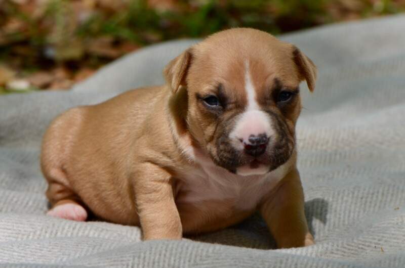 3 weeks