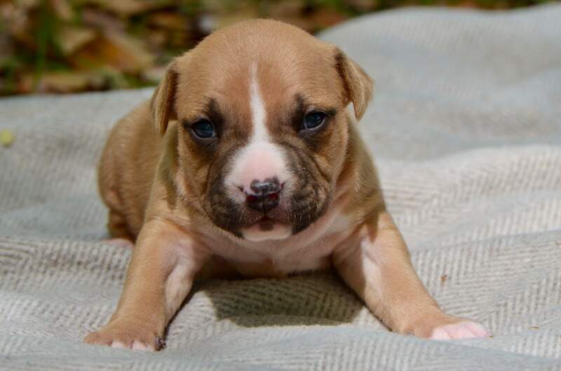 3 weeks