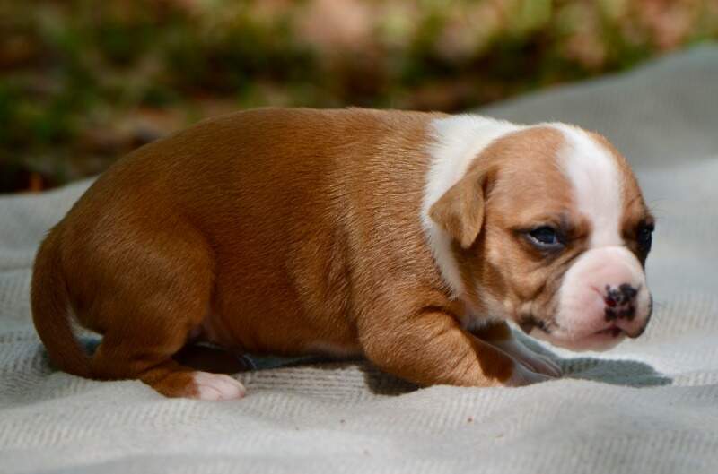 3 weeks