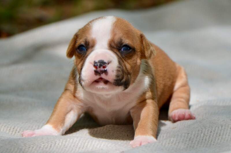 3 weeks