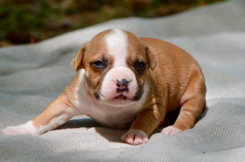 3 weeks