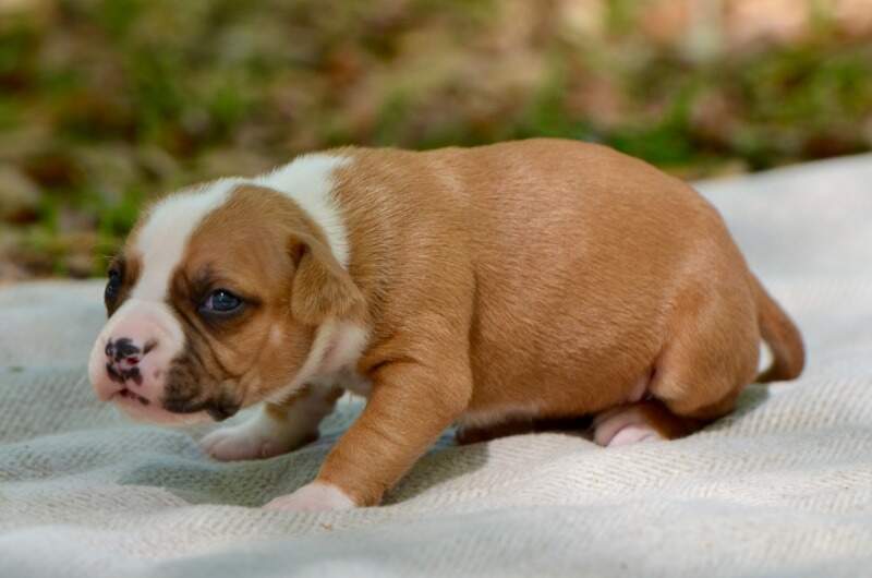 3 weeks
