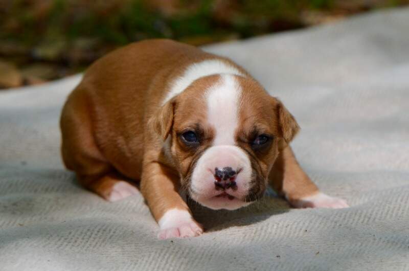 3 weeks