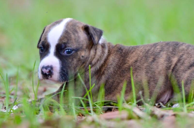 3 weeks