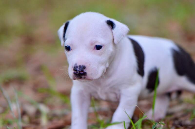 3 weeks