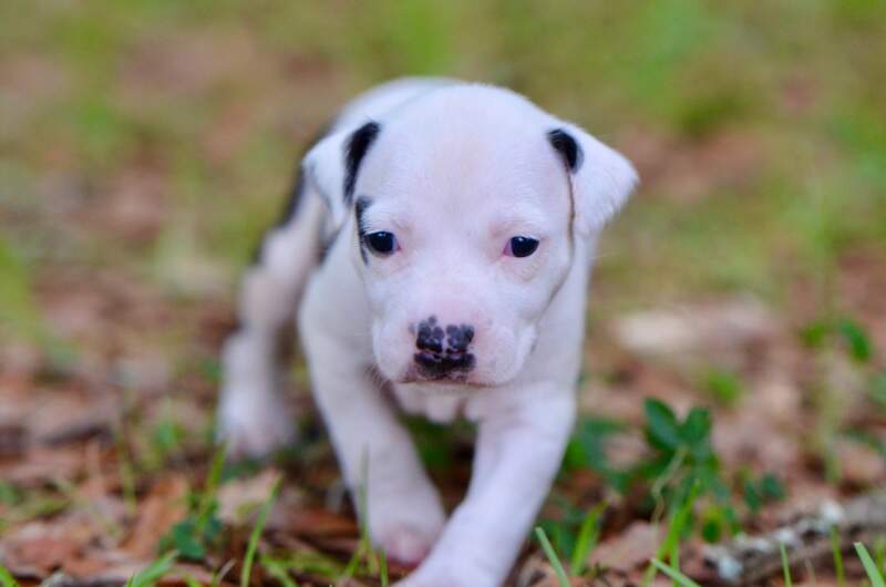 3 weeks
