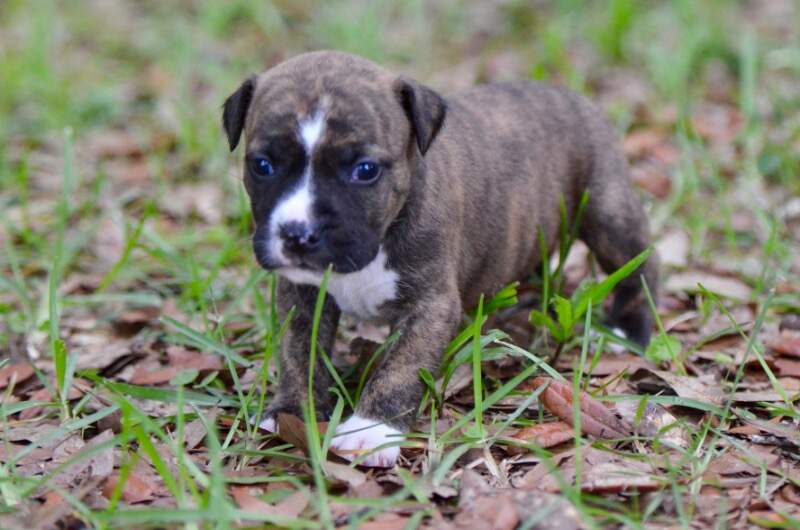 3 weeks