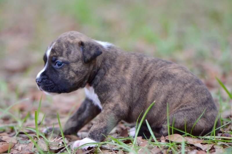 3 weeks