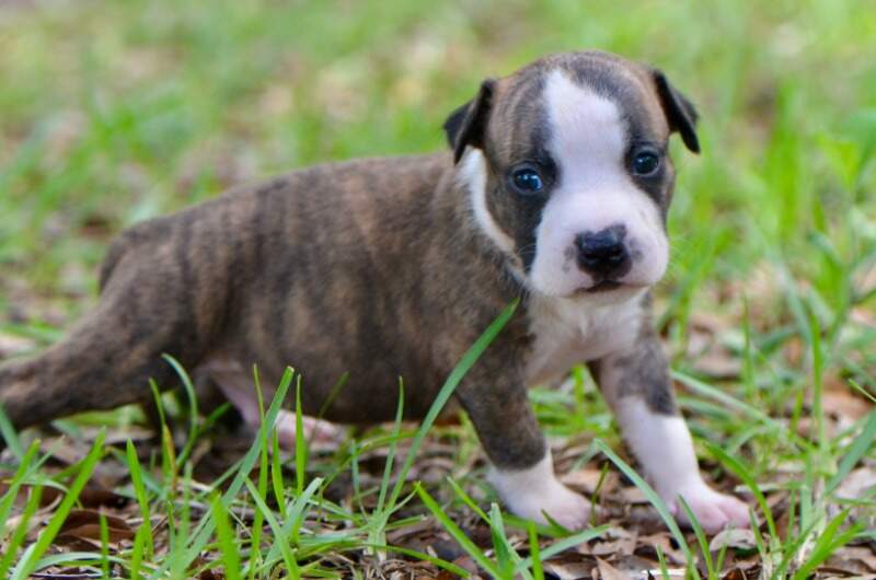 3 weeks