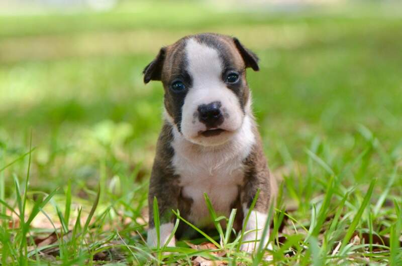 3 weeks