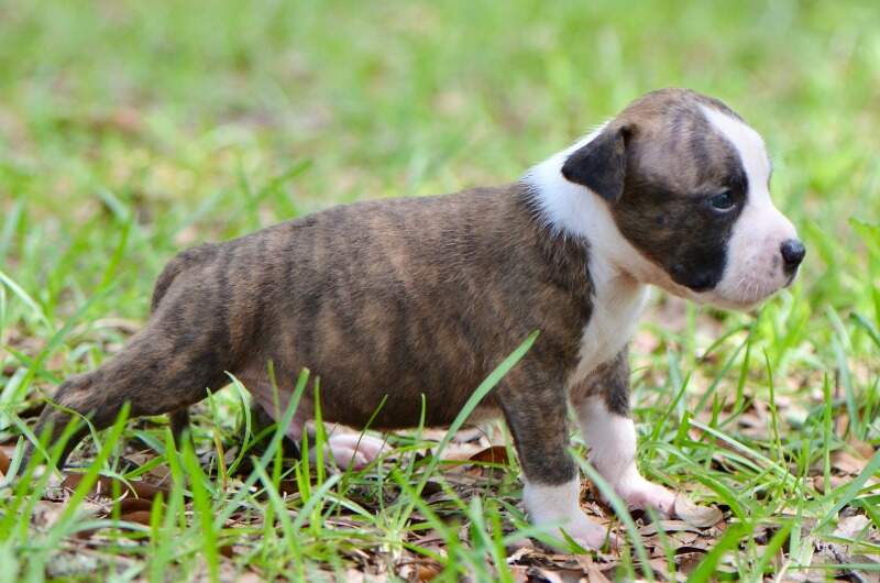 3 weeks
