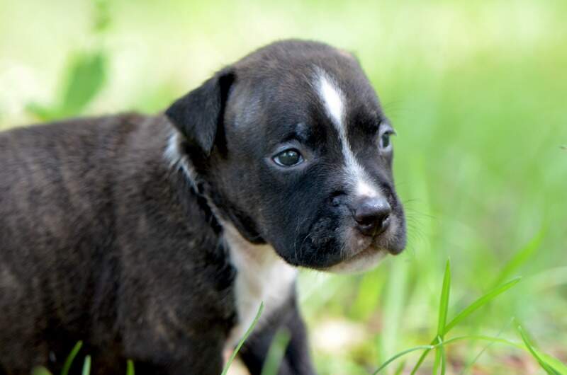 3 weeks
