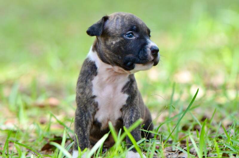 3 weeks