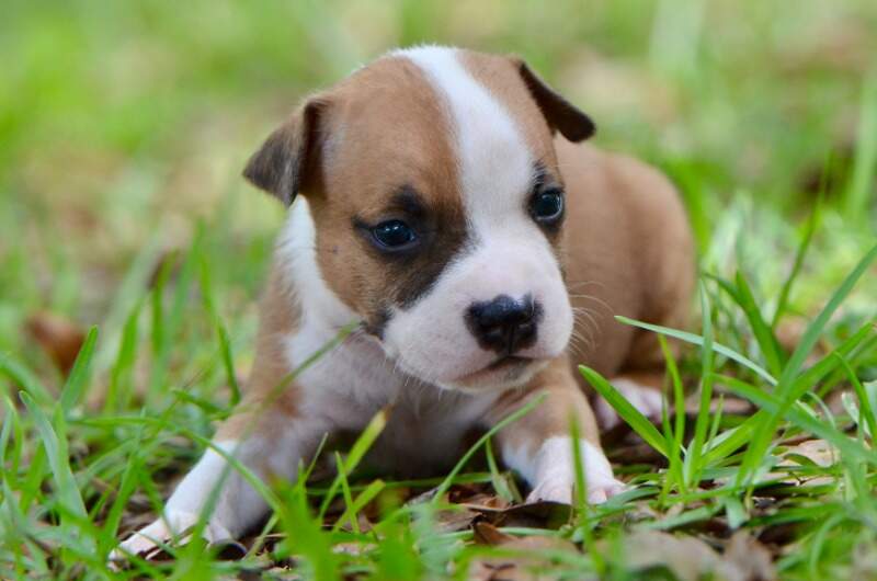 3 weeks