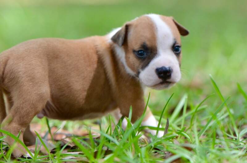 3 weeks