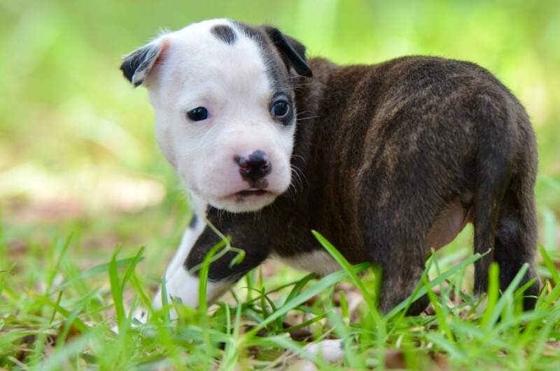 3 weeks