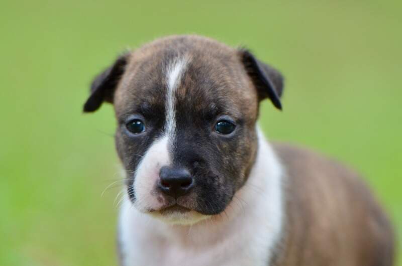 3 weeks