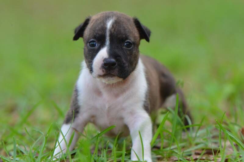 3 weeks
