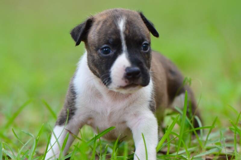 3 weeks