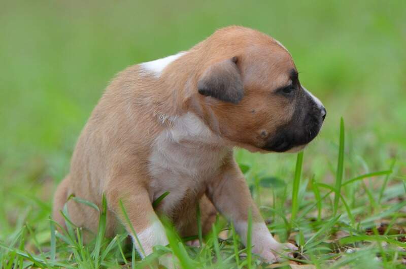 3 weeks