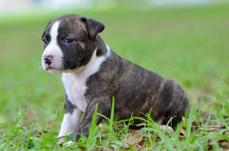 3 weeks