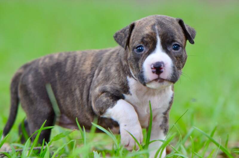 3 weeks