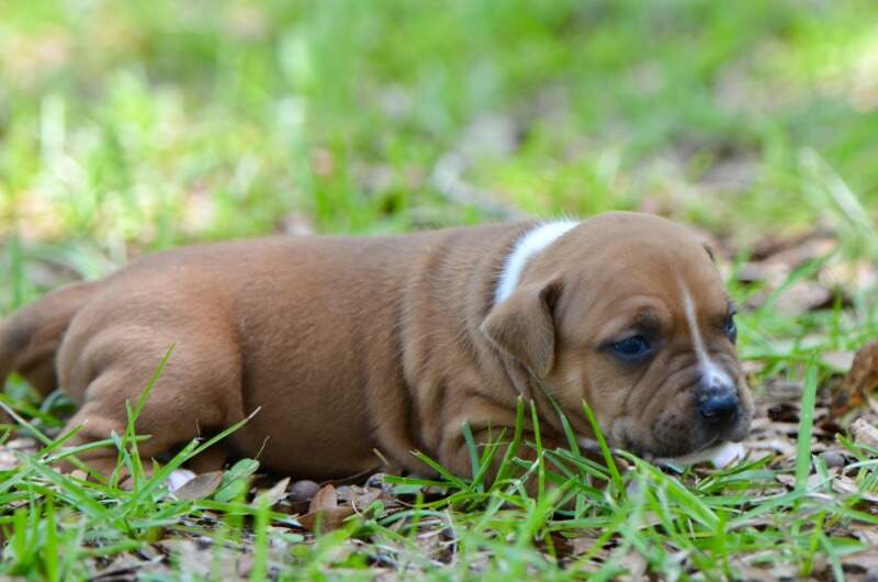 3 weeks