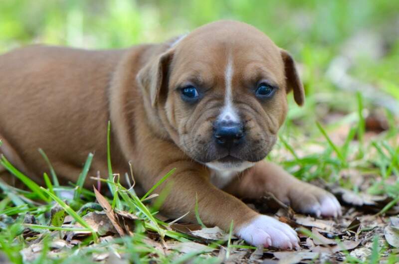 3 weeks