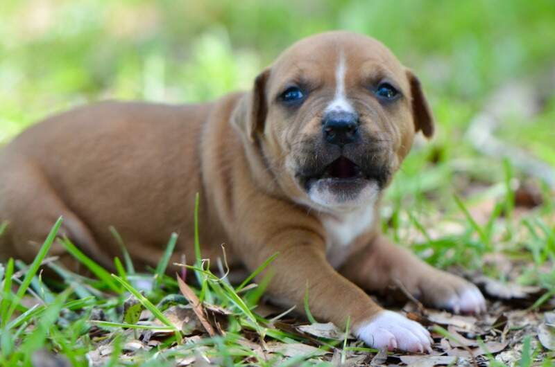 3 weeks