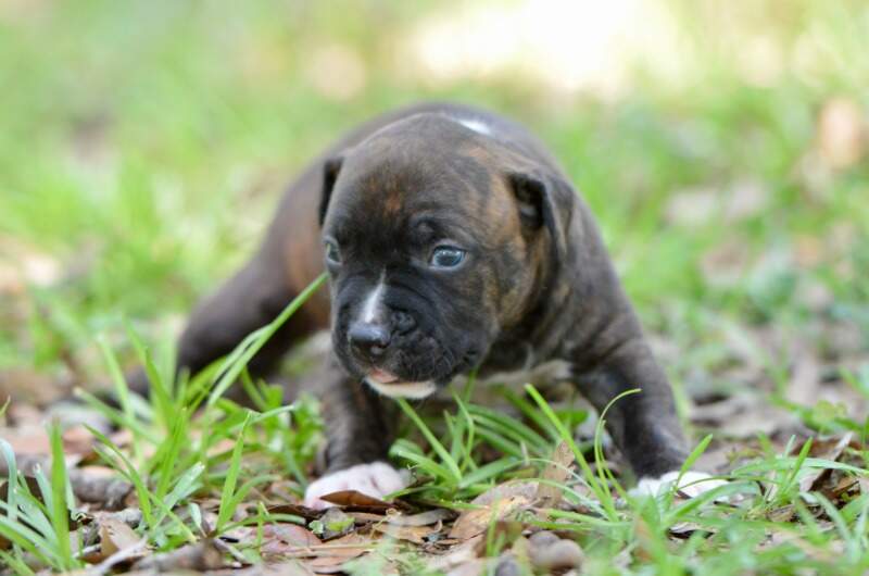 3 weeks