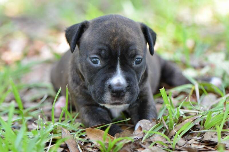3 weeks