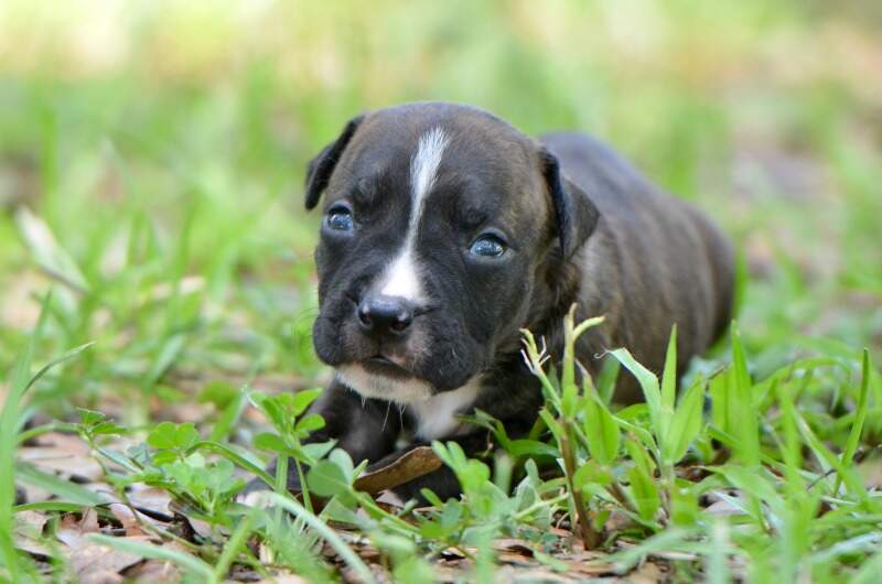 3 weeks