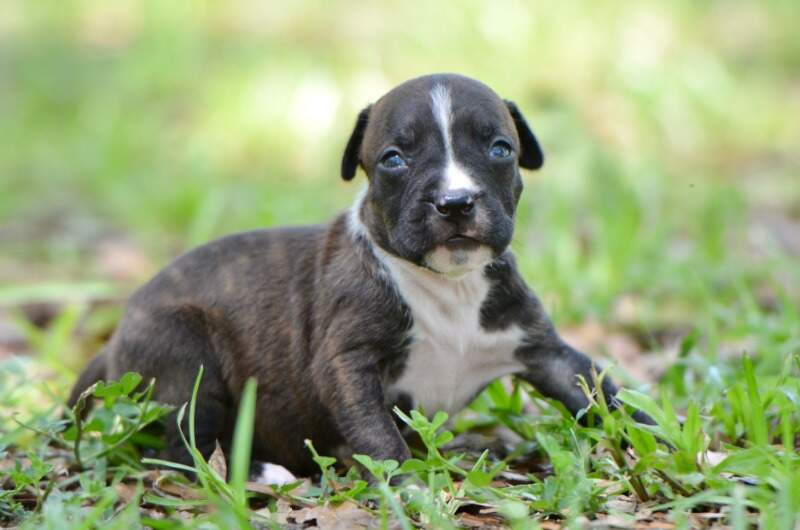 3 weeks