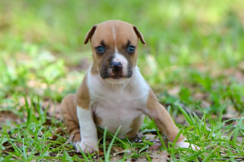 3 weeks