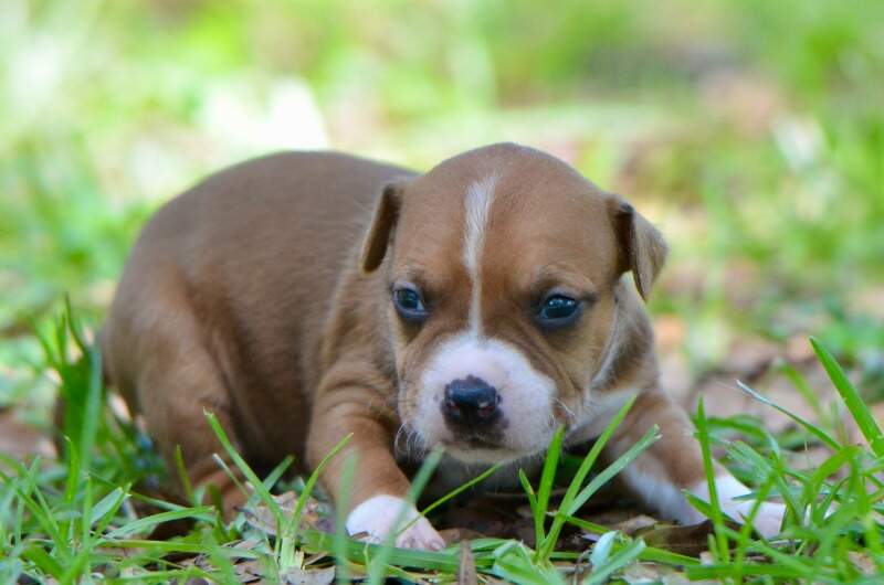 3 weeks