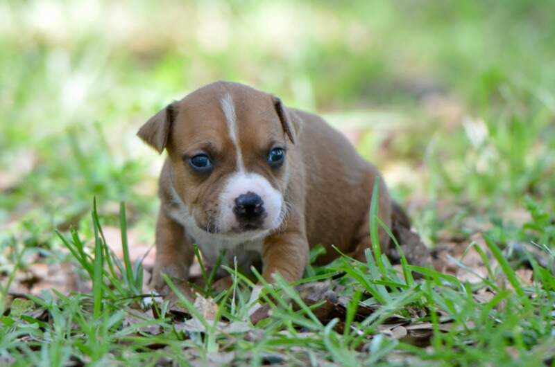 3 weeks